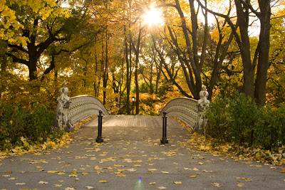 an empty park bench next to a tree