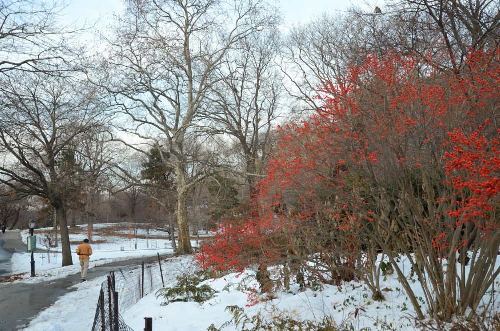 a tree covered in snow