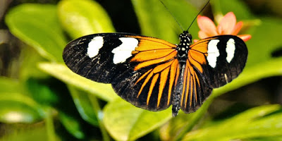 a insect on a branch