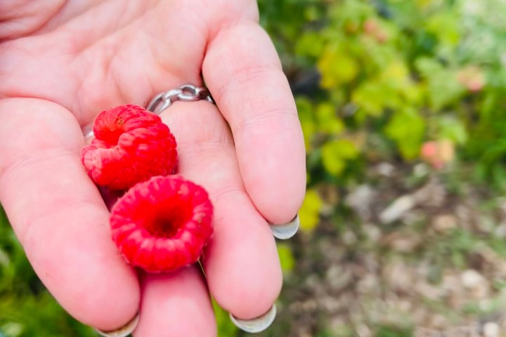 a hand holding an apple